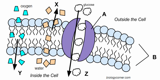 Transport In Cells Worksheet Awesome Cell Membrane and Transport