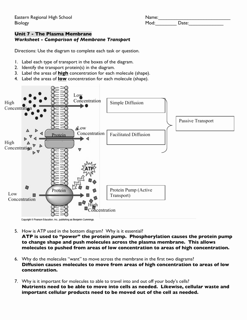 Transport In Cells Worksheet Lovely Worksheet Parison Of Membrane Transport Answer Key
