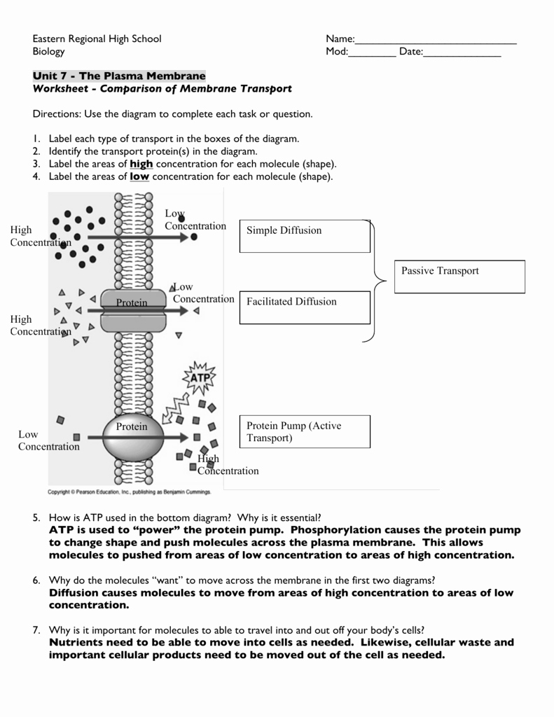 50 Transport In Cells Worksheet