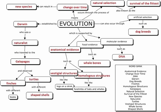 Types Of Evolution Worksheet Awesome Evolution Concept Map