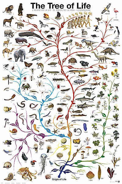 Types Of Evolution Worksheet Awesome Evolution the Tree Of Life Biology Science Chart Education