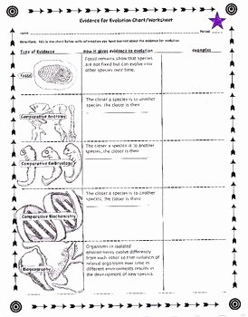 Types Of Evolution Worksheet New Evidence for Evolution Worksheet by Biology Buff