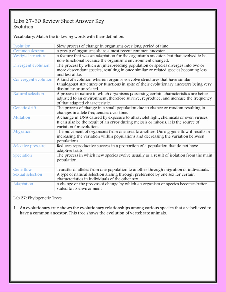 Types Of Evolution Worksheet New Labs 27 30 Review Sheet Answer Key Evolution Vocabulary Match