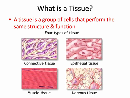 body tissues powerpoint and worksheet