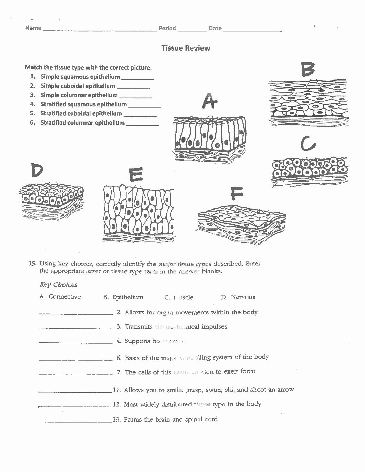 Types Of Tissues Worksheet Awesome Types Of Epithelial Tissue and Its Idendification Docsity