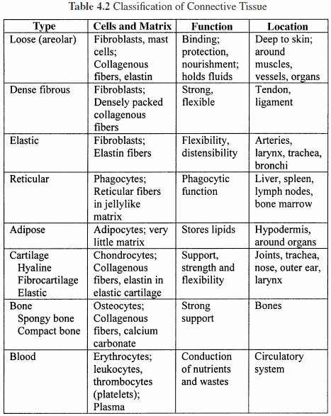 Types Of Tissues Worksheet Best Of Connective Tissue Types بحث Google‏ Histology
