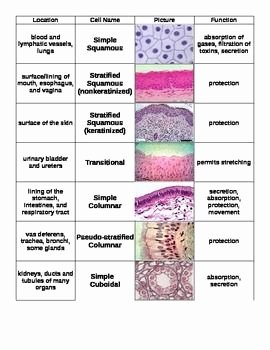 Types Of Tissues Worksheet Best Of Epithelial Cut &amp; Paste Review