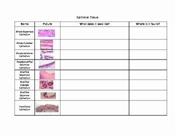 Types Of Tissues Worksheet Best Of Epithelial Tissues Table Worksheet by Abbi Roehrborn
