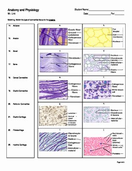 Types Of Tissues Worksheet Elegant Histology Connective Tissue Quiz by Science Linkage