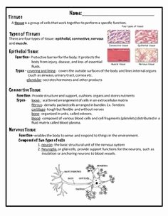 Types Of Tissues Worksheet Fresh Tissue Worksheet W1 Cc Cycle 3 Weeks 1 6