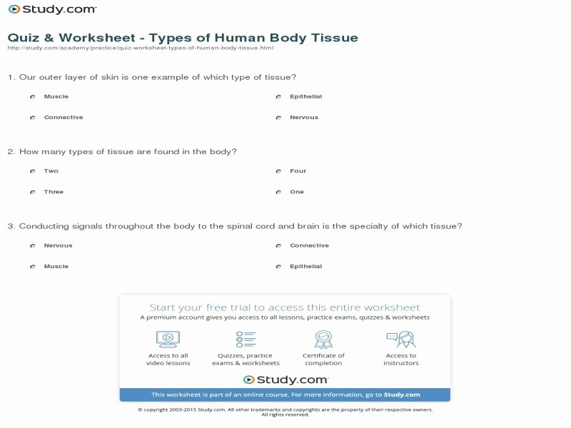 Types Of Tissues Worksheet Inspirational Body Tissues Anatomy and Physiology Chapter 3 Cells and