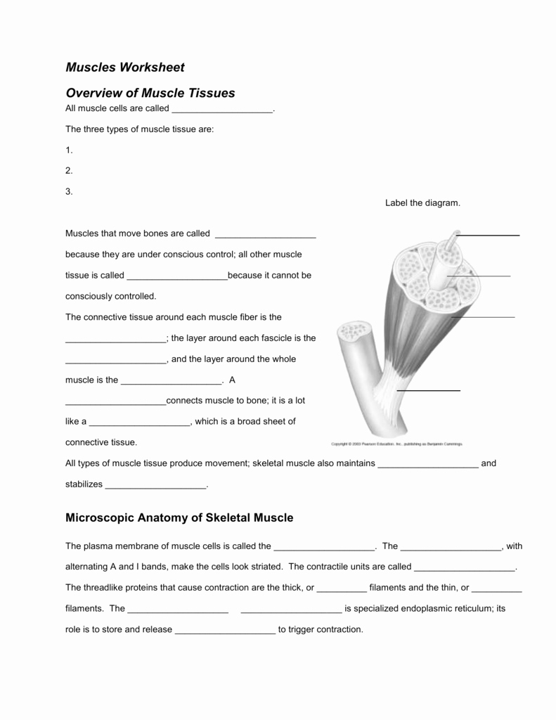 Types Of Tissues Worksheet Inspirational Muscles Worksheet