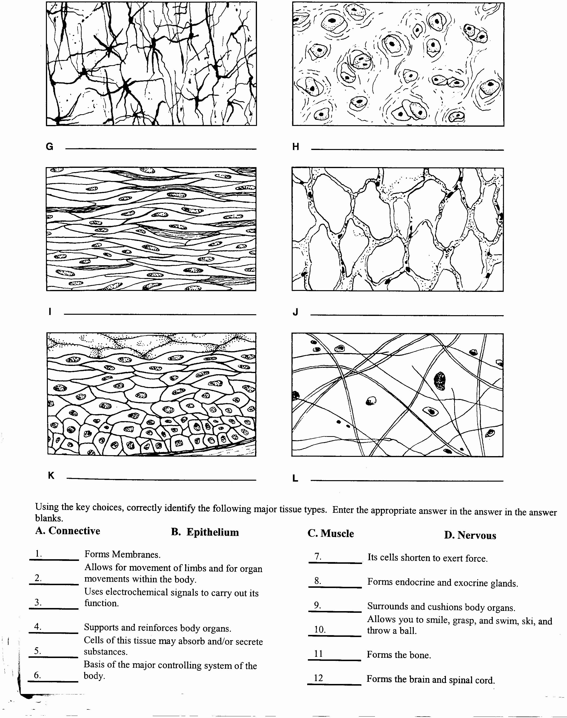 Types Of Tissues Worksheet Inspirational Tissue Worksheet W1 Cc Cycle 3 Weeks 1 6