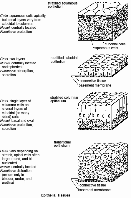 Types Of Tissues Worksheet Luxury Epithelial Tissue