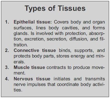 Types Of Tissues Worksheet Luxury Types Tissues Worksheet