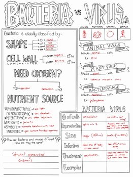 Virus and Bacteria Worksheet Answers Beautiful Bacteria Vs Virus Biology Sketch Notes by Creativity