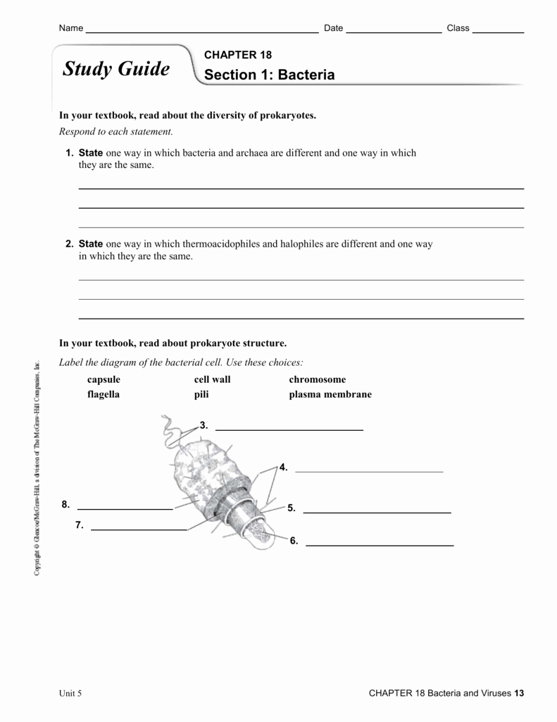 Virus and Bacteria Worksheet Answers Best Of Virus and Bacteria Worksheet Answers