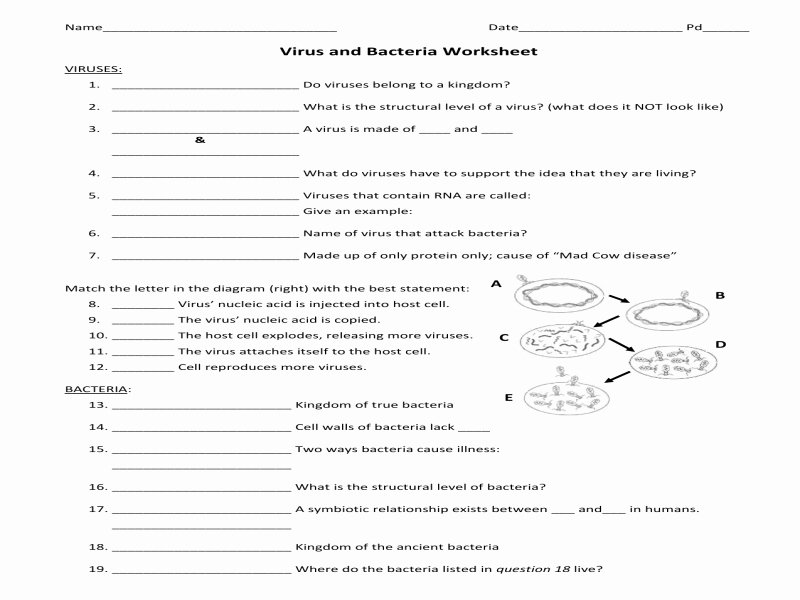 Virus and Bacteria Worksheet Answers Lovely Virus and Bacteria Worksheet Answers Free Printable