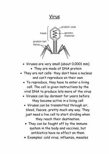 Virus and Bacteria Worksheet Answers Unique Microbe Marketplace by Grace Peden