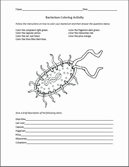 Virus and Bacteria Worksheet Beautiful Virus and Bacteria Worksheet Answer Key the Best