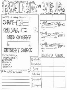 Virus and Bacteria Worksheet Fresh Bacteria Vs Virus Biology Sketch Notes by Creativity
