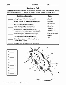 Virus and Bacteria Worksheet Key Beautiful Bacterial Cell Worksheet by A Thom Ic Science