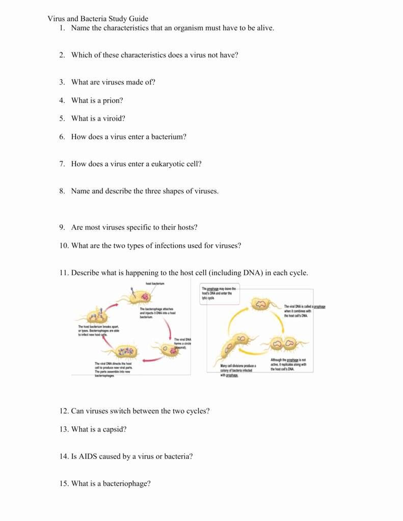 Virus and Bacteria Worksheet Key Best Of Worksheet Virus and Bacteria Worksheet Grass Fedjp