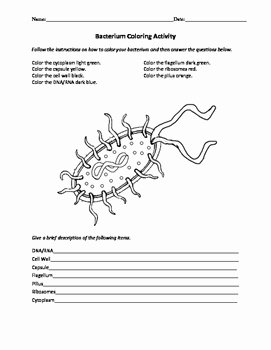 Virus and Bacteria Worksheet Key Inspirational Biology Viruses and Bacteria Worksheets by Beverly S