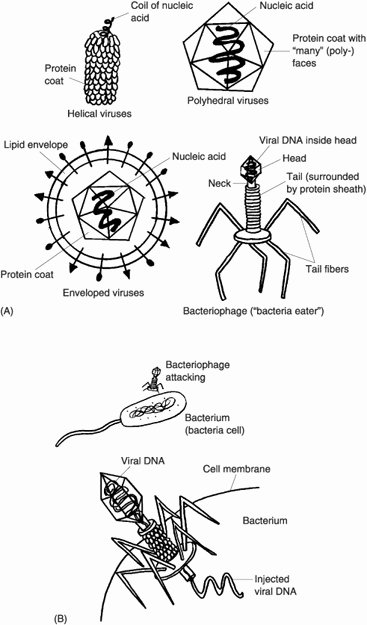 Virus and Bacteria Worksheet Lovely 14 Best Of Viruses and Bacteria Worksheets