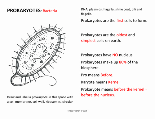 Virus and Bacteria Worksheet Luxury Prokaryote Bacteria Worksheets and Answer Key by