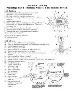 Viruses and Bacteria Worksheet Luxury Chapter 18 Bacteria and Viruses Worksheet