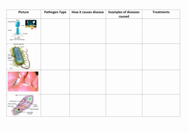 Viruses and Bacteria Worksheet New Pathogens Table Virus Bacteria Fungi Protocis by